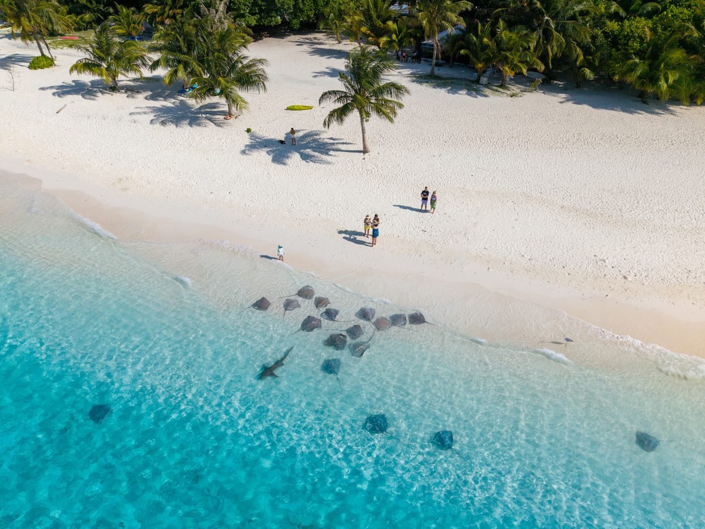 White-sand beach with palm trees and stingrays in the lagoon at Fulidhoo